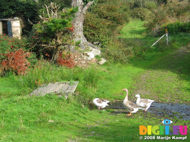 24015 Geese protecting our car